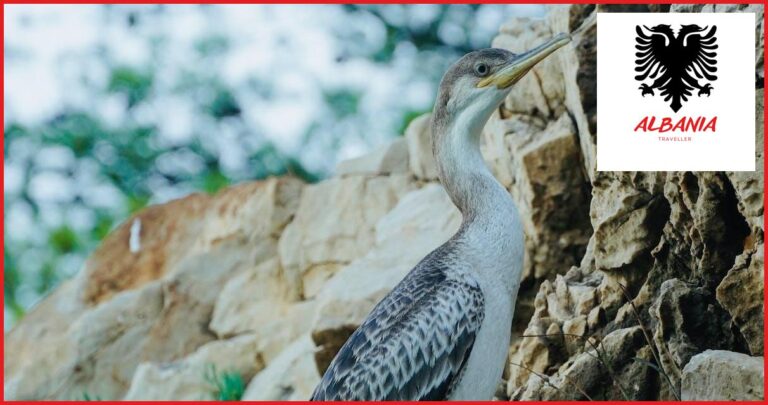 The Best Locations for Birdwatching in Albania The Best Locations for Birdwatching in Albania