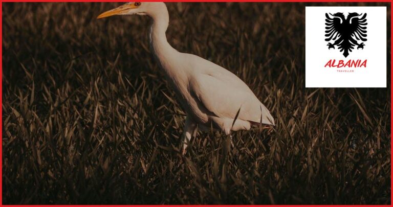 The Best Locations for Birdwatching in Albania The Best Locations for Birdwatching in Albania