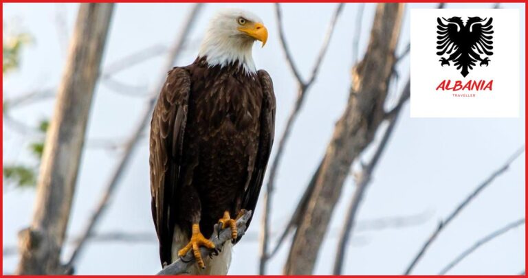 The Best Locations for Birdwatching in Albania The Best Locations for Birdwatching in Albania