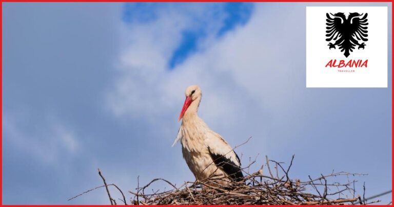The Best Locations for Birdwatching in Albania The Best Locations for Birdwatching in Albania