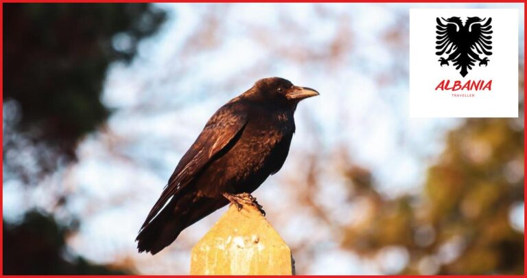 The Best Locations for Birdwatching in Albania The Best Locations for Birdwatching in Albania