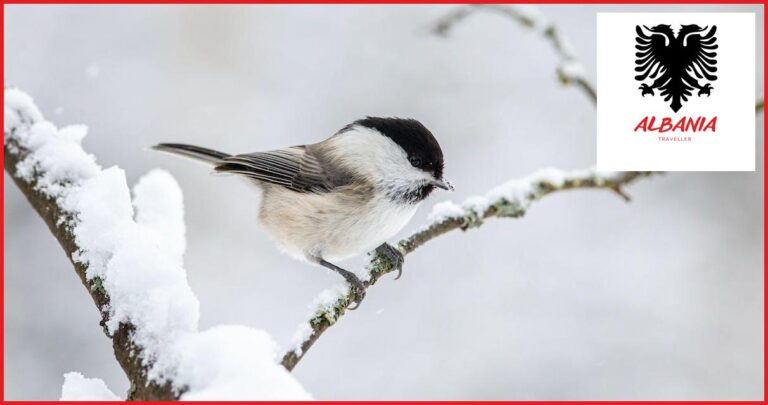 The Best Locations for Birdwatching in Albania The Best Locations for Birdwatching in Albania