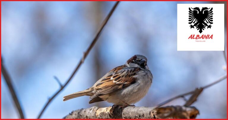 The Best Locations for Birdwatching in Albania The Best Locations for Birdwatching in Albania